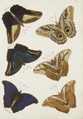 16253
<br/>
De uitlandsche dag- en nagt-kapellen : voorkomende in de drie waereld-deelen Asia, Africa en America : in eene sijstematische rangschikkinge gebragt.
<br/>
<em></em>